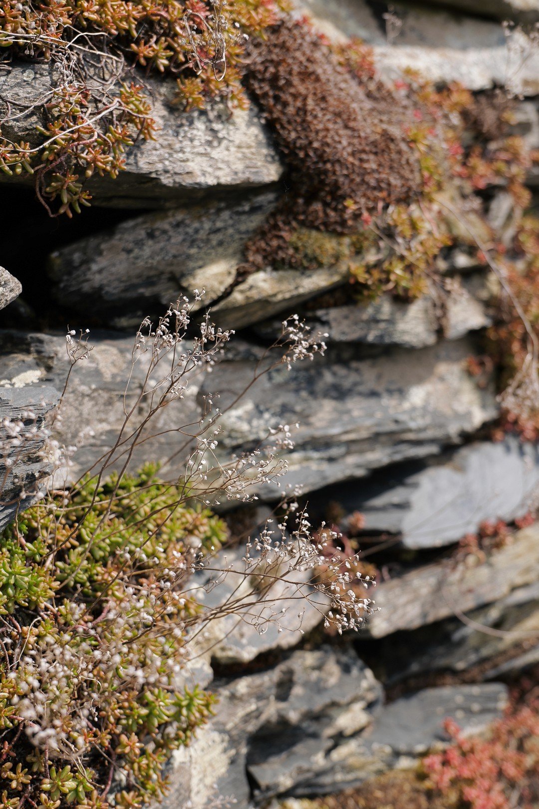 Nahaufnahme von geschichteten Felsen mit Flecken aus Moos und Flechten, die erdige Strukturen und natürliche Farben zeigen.